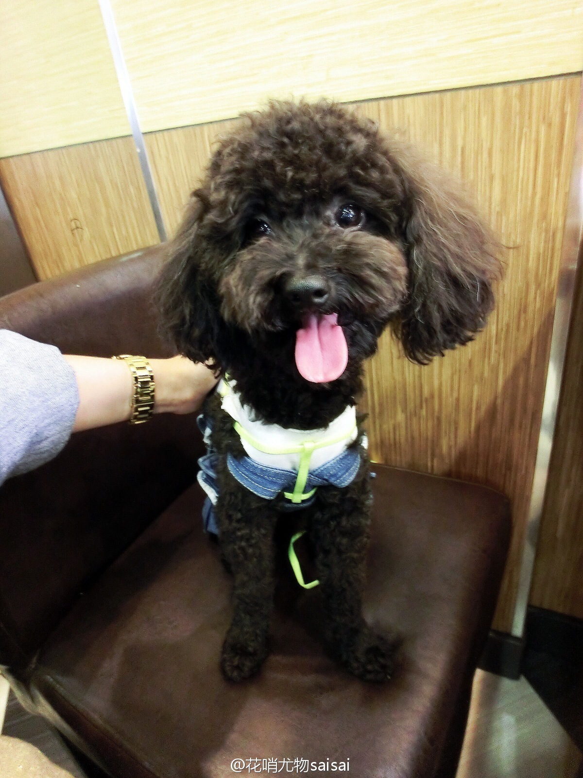 花哨尤物saisai的微博列表微女郎